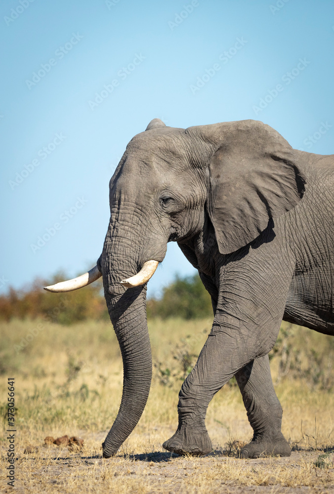 Fototapeta premium Vertical portrait of a walking elephant in the plains of Savuti in Botswana