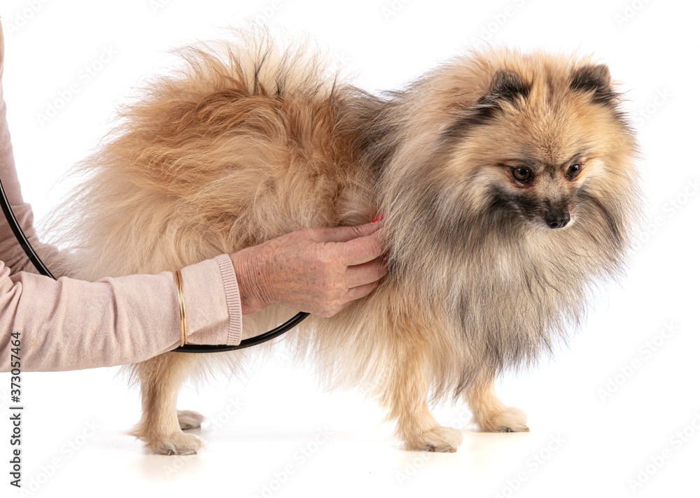 Brown Pomeranian Sheepdog gets checked on a white background