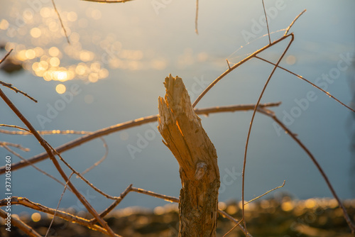 river bank at sunset photo