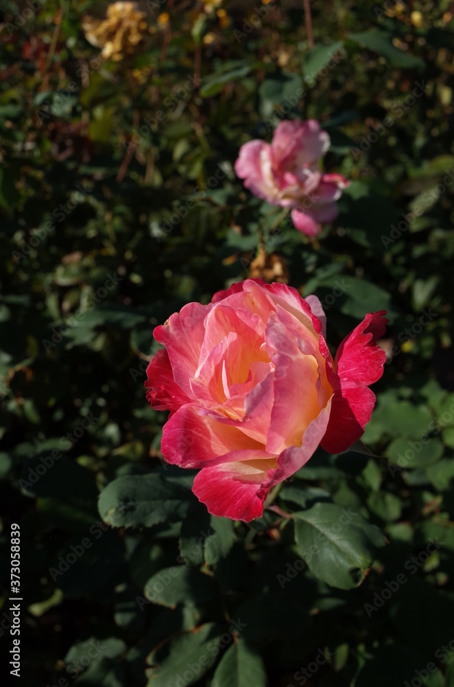 Red and White Flower of Rose 'Double Delight' in Full Bloom
Red and White Flower of Rose 'Double Delight' in Full Bloom