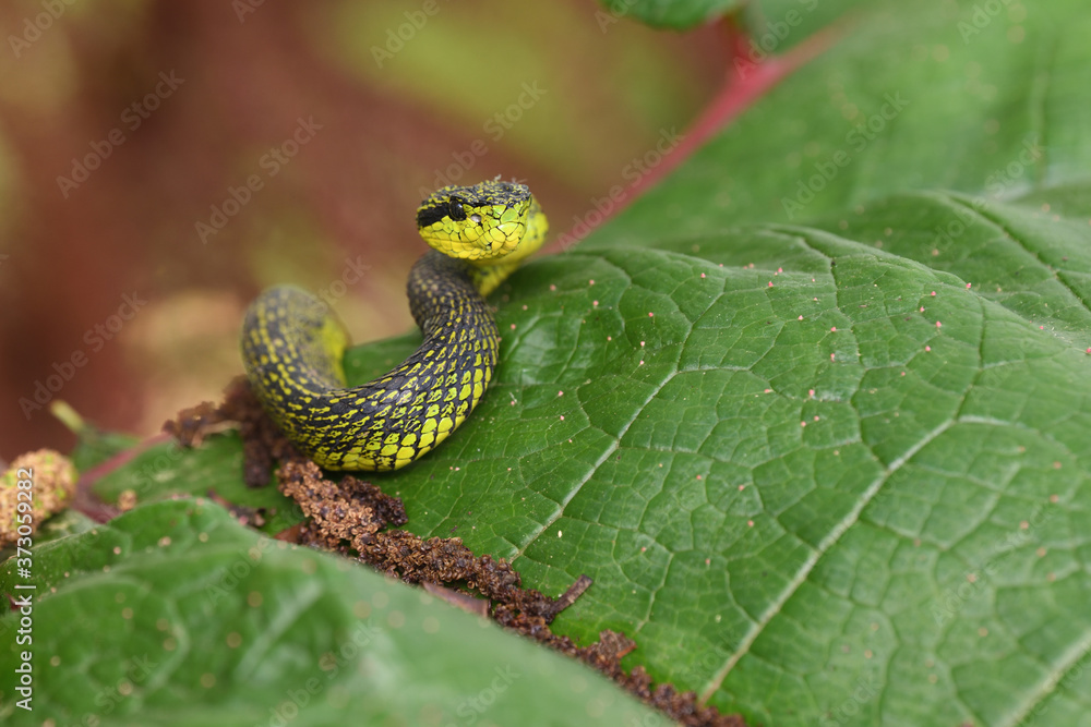 Fototapeta premium Talamancan palm-pitviper on leaf