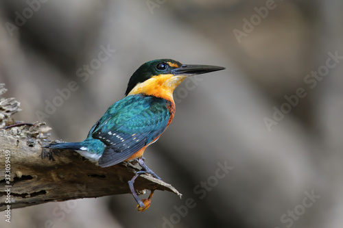 American pygmy kingfisher (Chloroceryle aenea) perched on a stick © donyanedomam