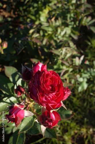 Red Flower of Rose  Duett Balconia  in Full Bloom 