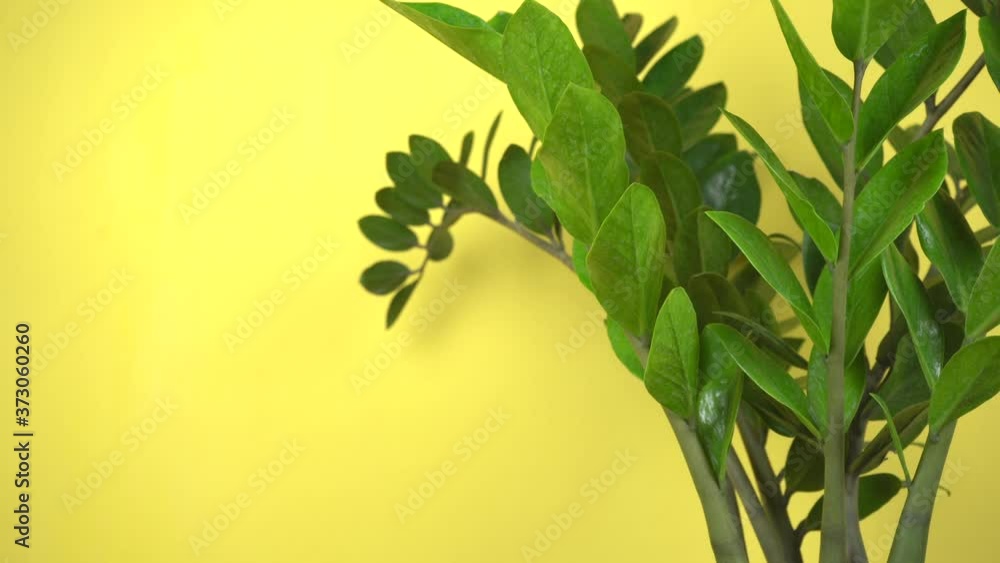 Zanzibar gem or aroid palm Ornamental plants in the yellow room. Zanzibar gem or aroid palm Ornamental plants in the yellow room.