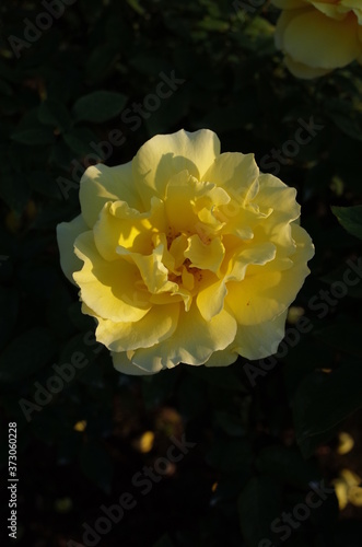 Yellow Flower of Rose  Duftgold  in Full Bloom 