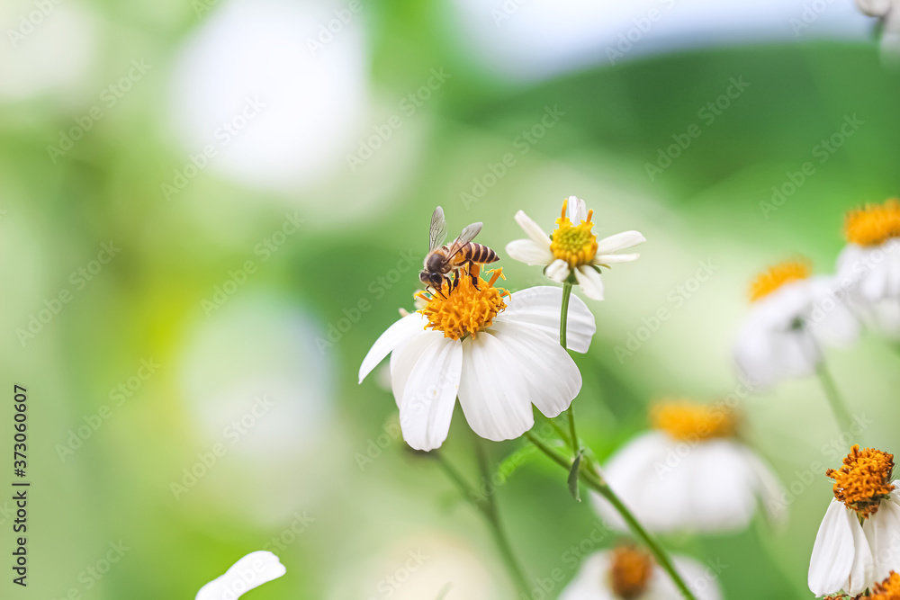 Bidens pilosa white flower blooming in nature garden with single bee drinking nectar outdoor background Bidens pilosa white flower blooming in nature garden with single bee drinking nectar outdoor background