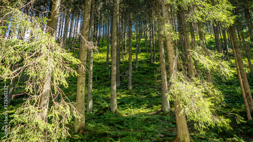 las sosnowy w tatrach Zachodnich