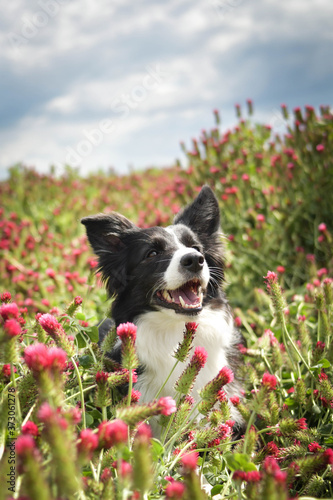 Adult border collie is sitting in crimson clover. She want food so much.