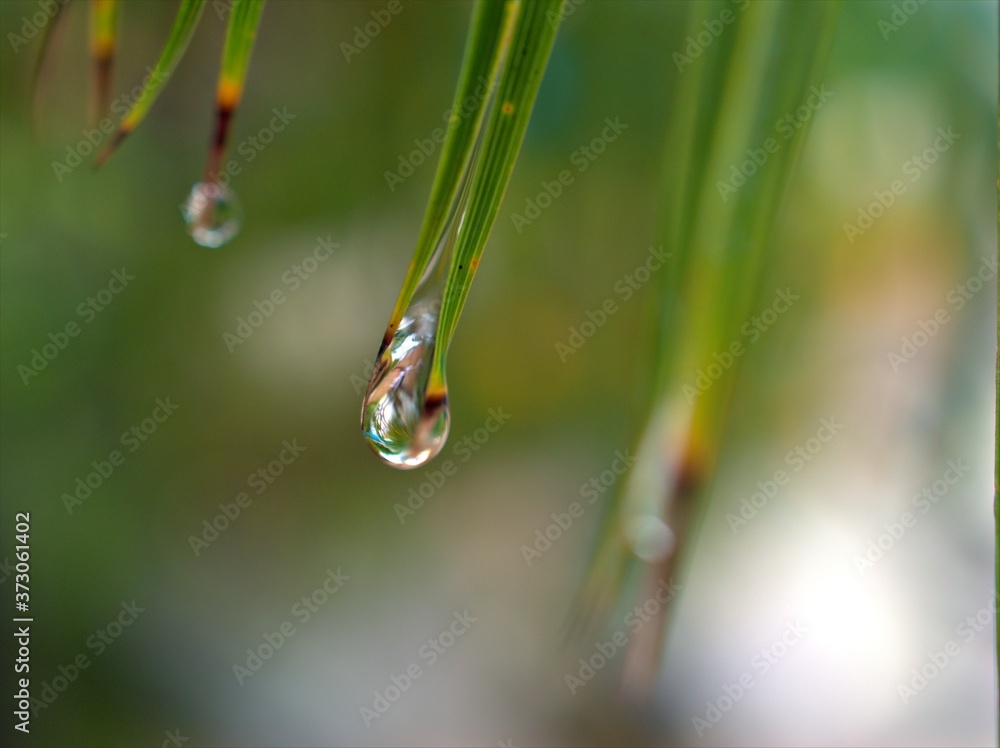 Closeup water drops on leaf in garden with blurred bcakground, macro image ,droplets on nature leaves ,dew in forest, soft focus for card design Closeup water drops on leaf in garden with blurred bcakground, macro image ,droplets on nature leaves ,dew in forest, soft focus for card design