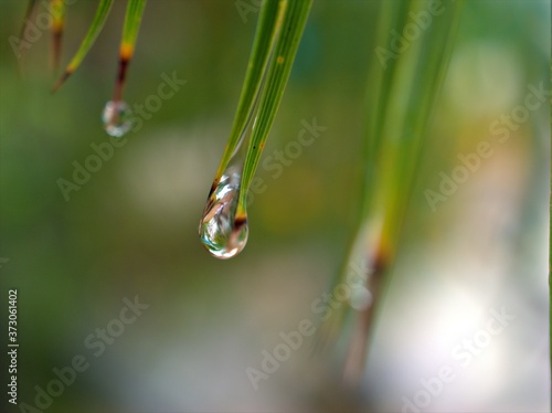Closeup water drops on leaf in garden with blurred bcakground, macro image ,droplets on nature leaves ,dew in forest, soft focus for card design