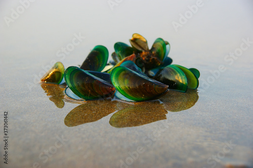 Green mussel in the golden rays of the sun. green mussel shell lies on the wet sand of the beach and is reflected in the water
