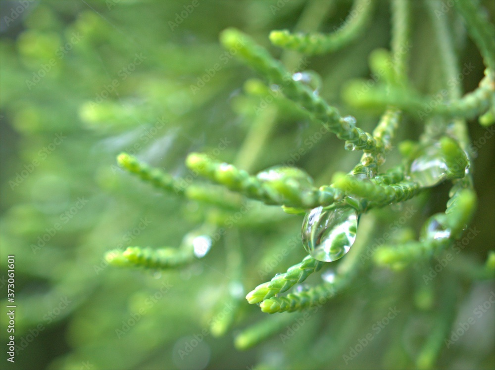 Closeup water drops on pine leaf in garden with blurred bcakground, macro image ,droplets on nature leaves ,dew in forest, soft focus for card design Closeup water drops on pine leaf in garden with blurred bcakground, macro image ,droplets on nature leaves ,dew in forest, soft focus for card design