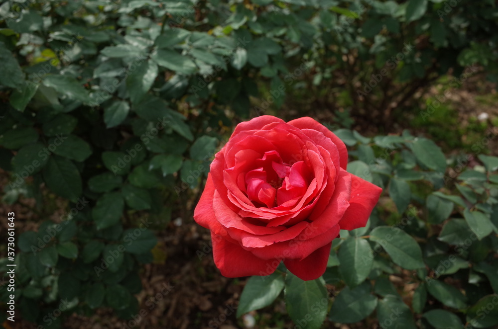 Red Flower of Rose 'Duftwolke' in Full Bloom
Red Flower of Rose 'Duftwolke' in Full Bloom