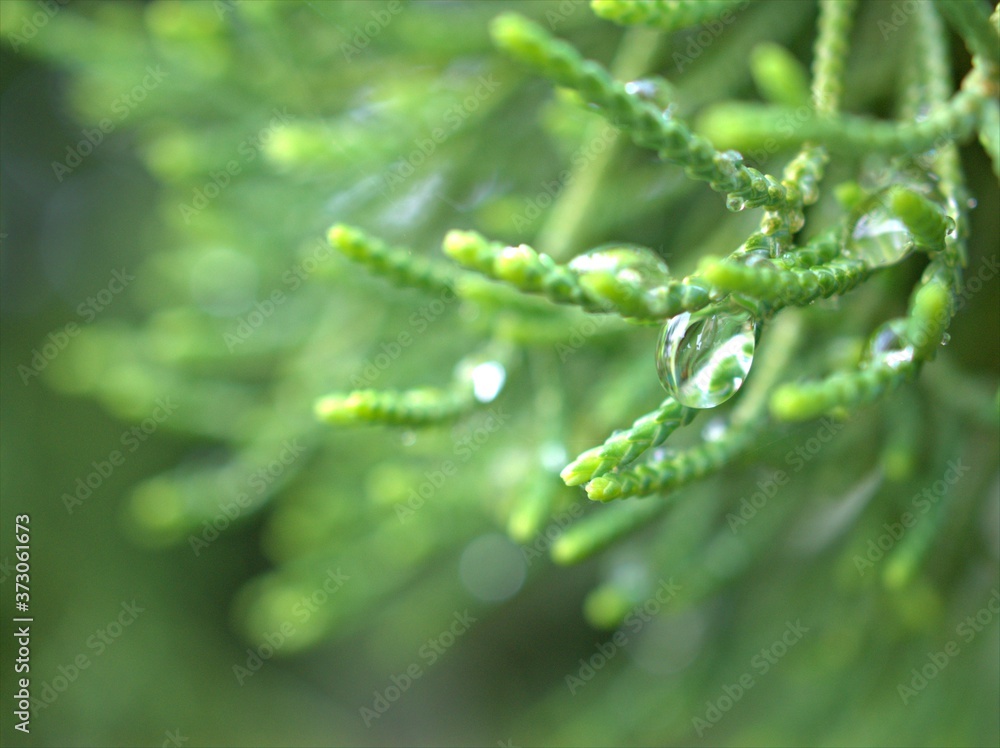 Closeup water drops on pine leaf in garden with blurred bcakground, macro image ,droplets on nature leaves ,dew in forest, soft focus for card design Closeup water drops on pine leaf in garden with blurred bcakground, macro image ,droplets on nature leaves ,dew in forest, soft focus for card design