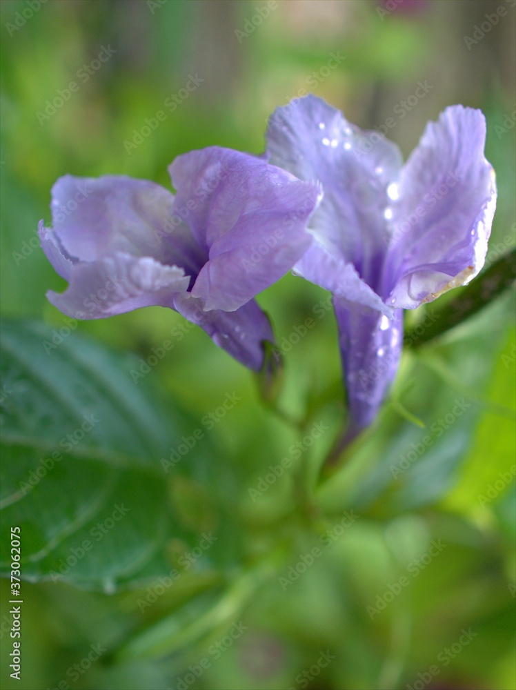 Closeup purple , violet flower of Ruellia toberosa ,wild petunia flower plants in garden with water drops on petals and green blurred background ,macro image, soft focus ,sweet color for card design Closeup purple , violet flower of Ruellia toberosa ,wild petunia flower plants in garden with water drops on petals and green blurred background ,macro image, soft focus ,sweet color for card design