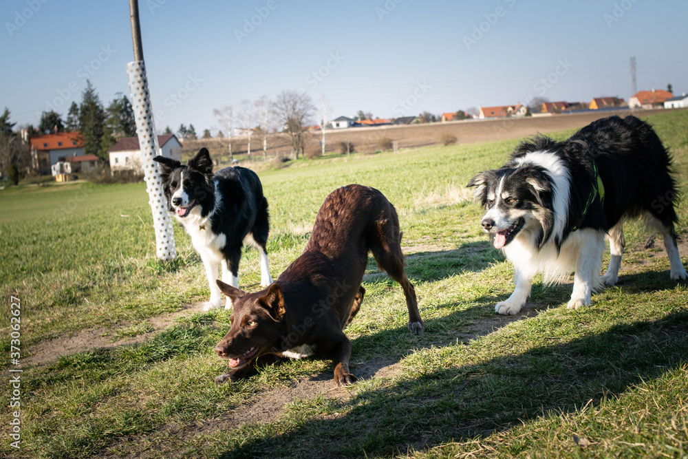 Crazy group of border collies are plying together with ball Crazy group of border collies are plying together with ball