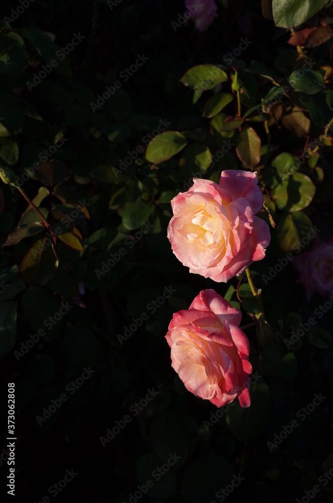Pink and White Flower of Rose 'Elegant Lady (Diana, Princess of Wales)' in Full Bloom
Pink and White Flower of Rose 'Elegant Lady (Diana, Princess of Wales)' in Full Bloom
