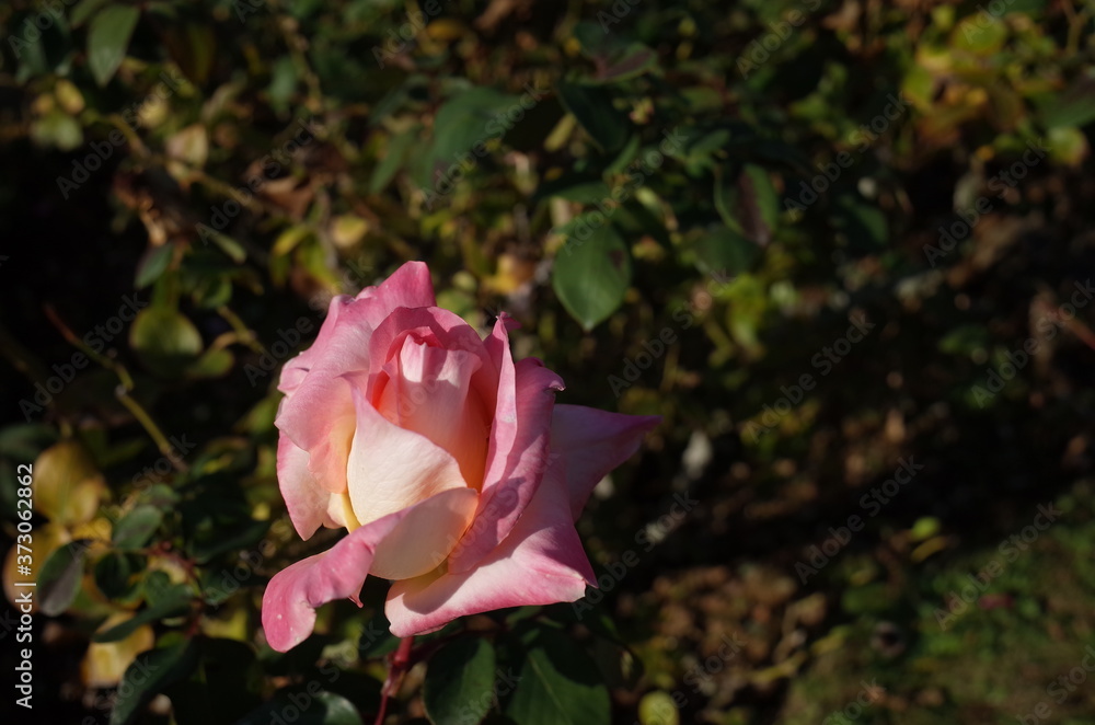 Pink and White Flower of Rose 'Elegant Lady (Diana, Princess of Wales)' in Full Bloom

