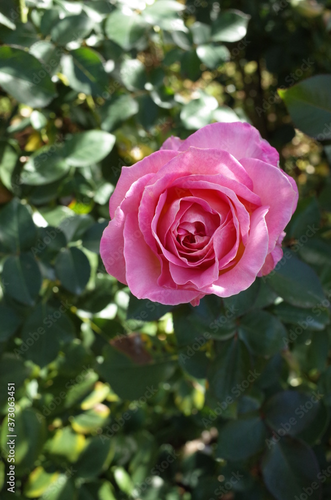 Cream and Pink Flower of Rose 'Elle' in Full Bloom
Cream and Pink Flower of Rose 'Elle' in Full Bloom