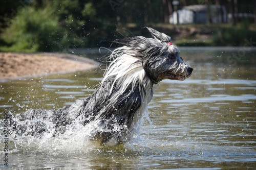 Fototapeta Naklejka Na Ścianę i Meble -  Bearded collie is jumping in the water. He wants ball in water. 