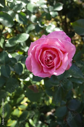 Cream and Pink Flower of Rose 'Elle' in Full Bloom
