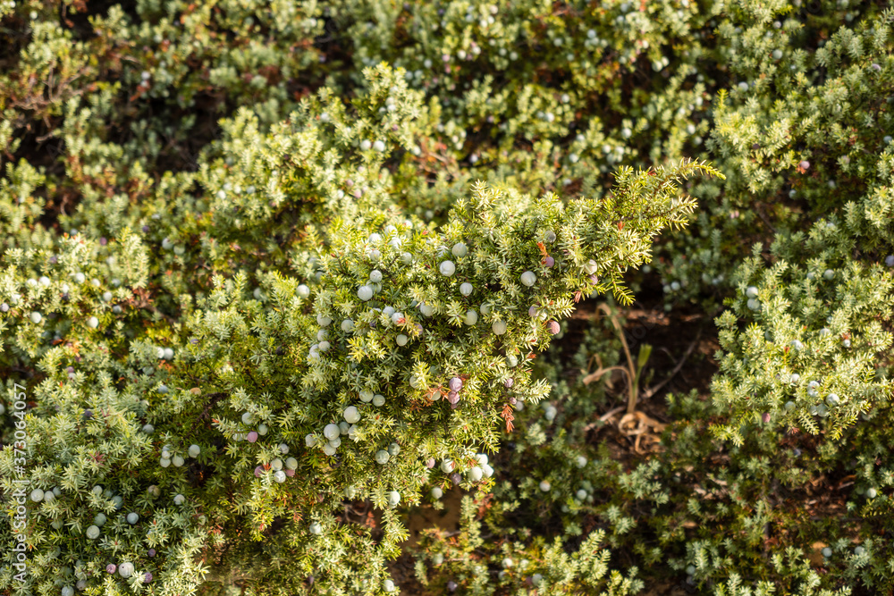 Juniper bush growing between the dunes and the beach sand Juniper bush growing between the dunes and the beach sand