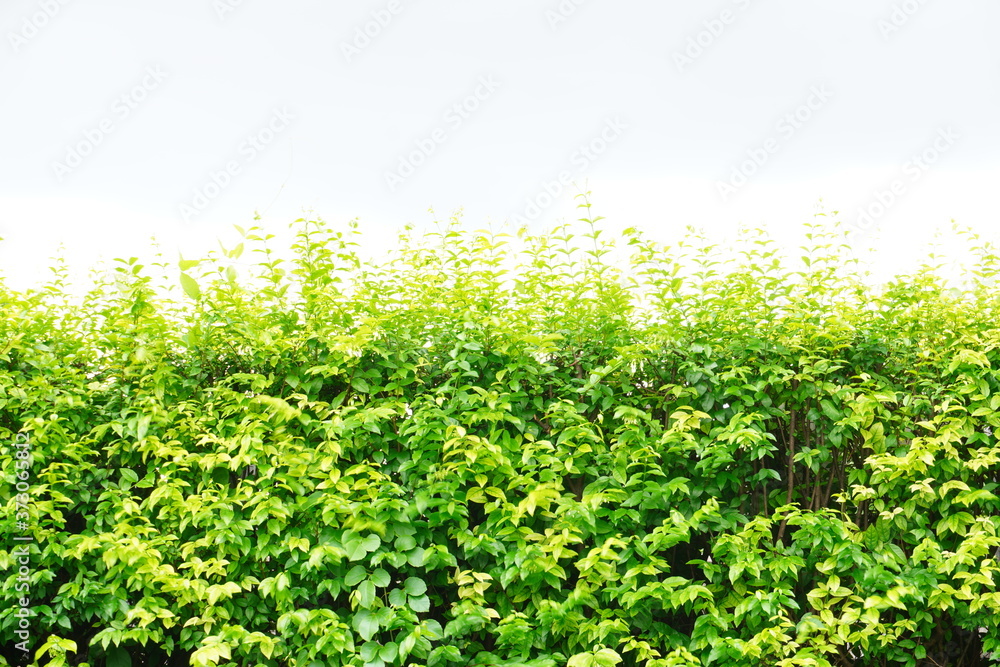 Outdoor green tree wall background
