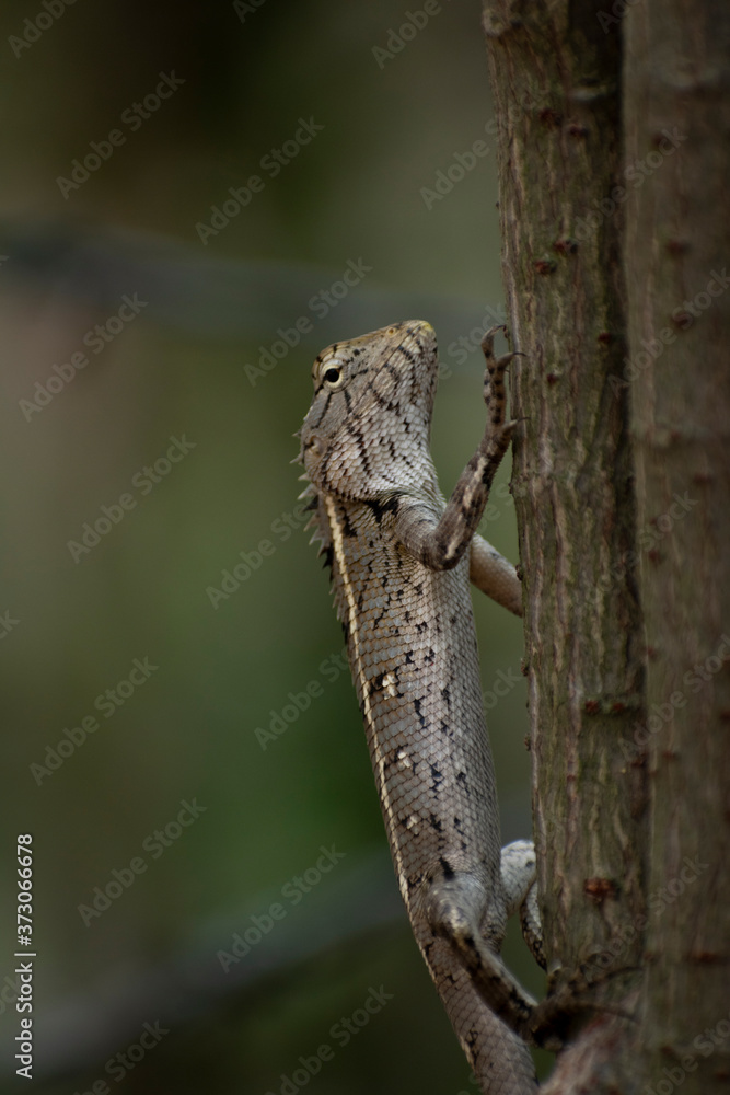 Reptile or oriental garden lizard on branch of tree