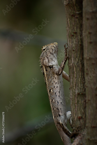 Reptile or oriental garden lizard on branch of tree