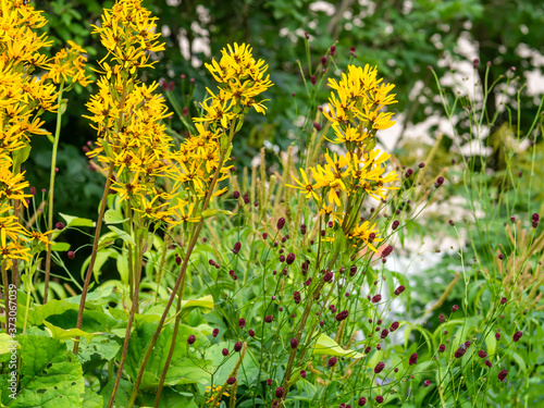 Summer ragwort, Liguleria dentata, and great burnet, Sanguisorba officinalis, growing and blooming in autumn