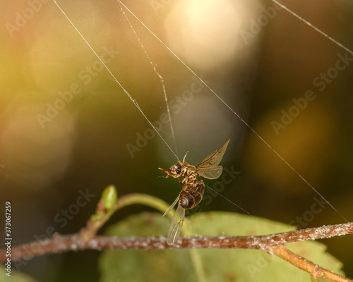 an insect caught in a spider's web, close-up in the natural environment