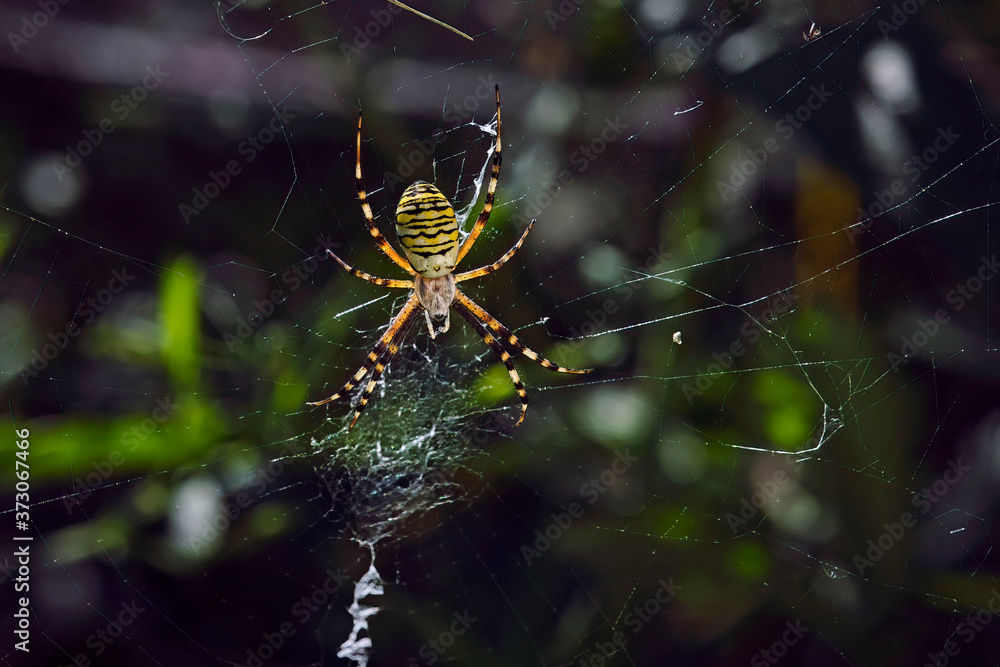Wespenspinne ( Argiope bruennichi ). Wespenspinne ( Argiope bruennichi ).