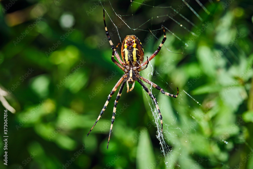 Wespenspinne ( Argiope bruennichi ). Wespenspinne ( Argiope bruennichi ).