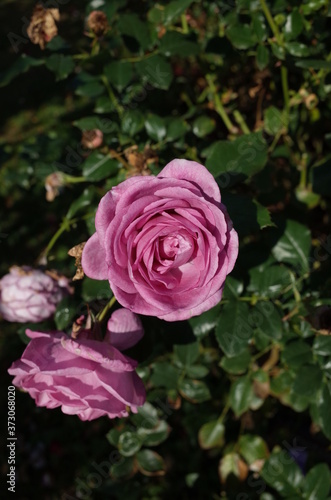 Light Purple Flower of Rose 'Enchanted Evening' in Full Bloom
