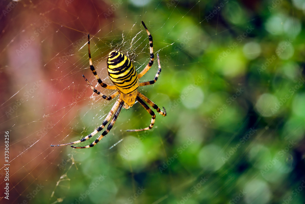 Wespenspinne ( Argiope bruennichi ). Wespenspinne ( Argiope bruennichi ).