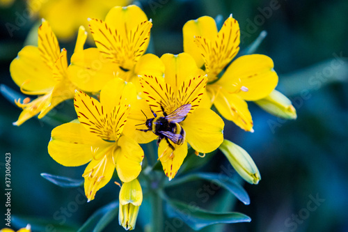 Closeup shot of blooming yellow Amancay wildflowers with an insect on it photo