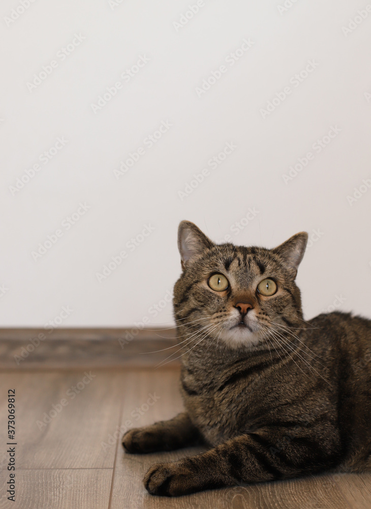 The cat lies on the floor against a white wall