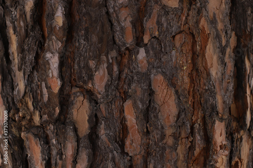 Beautiful real bark texture