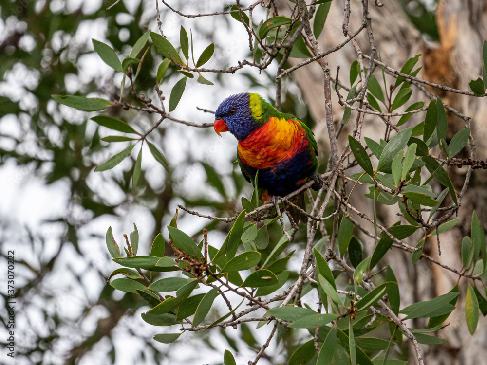 Rainbow Lorikeet Rainbow Lorikeet