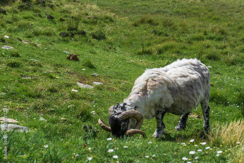 Fototapeta premium Sheep near Slieve League Cliffs, Ireland
