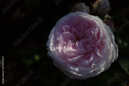 Faint Pink Flower of Rose 'Fen Zhang Lou' in Full Bloom 