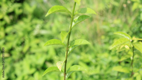 Branches and leaves in the forest