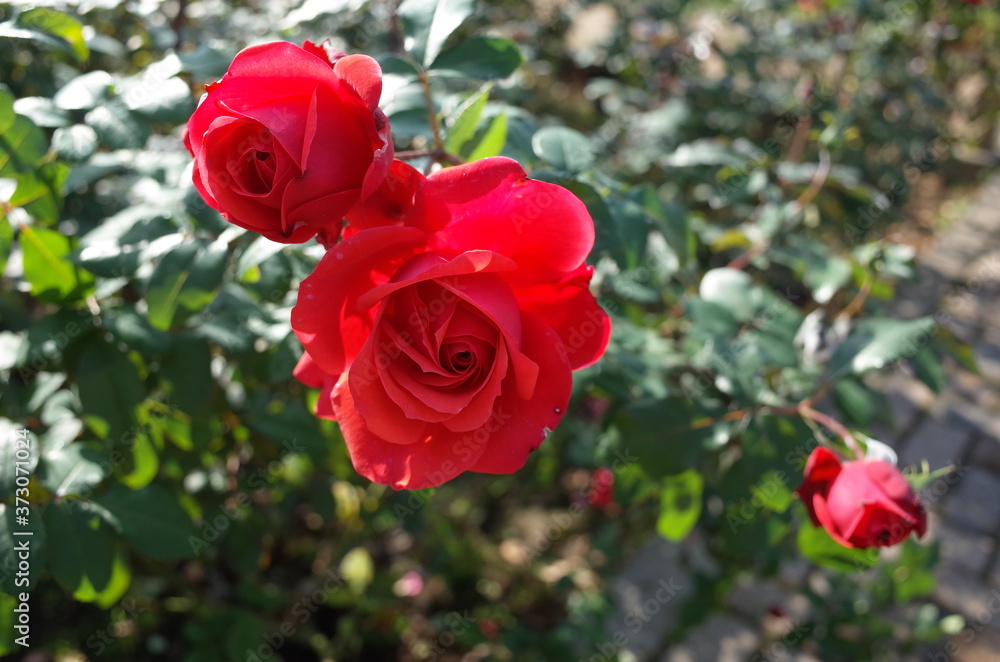 Red Flower of Rose 'Fidelio' in Full Bloom
Red Flower of Rose 'Fidelio' in Full Bloom