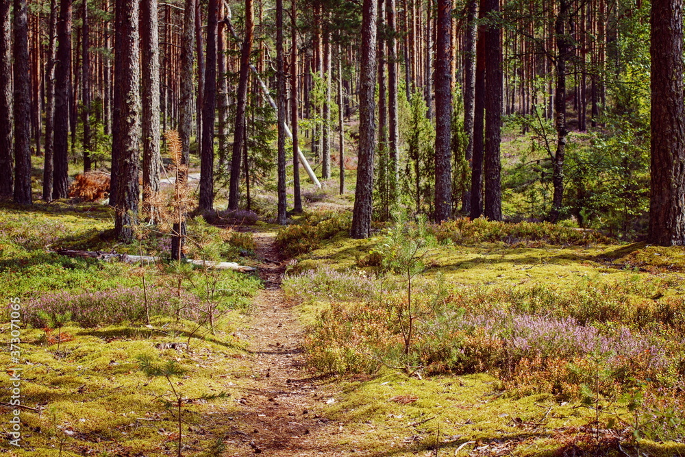 Fototapeta premium Forest study in a pine forest