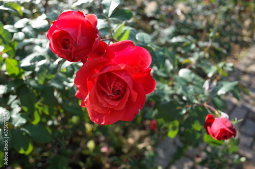 Red Flower of Rose  Fidelio  in Full Bloom 