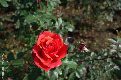 Red Flower of Rose 'Fidelio' in Full Bloom
