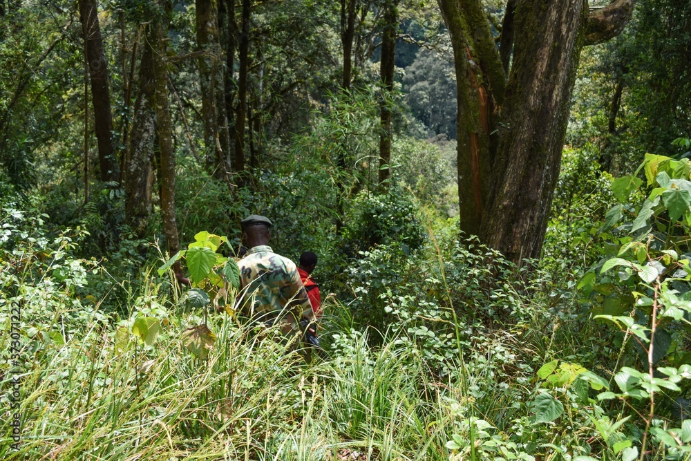 A group of hikers in the dense forest of Aberdare Ranges, Kenya A group of hikers in the dense forest of Aberdare Ranges, Kenya