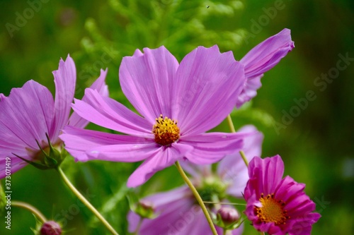 purple flower in the garden