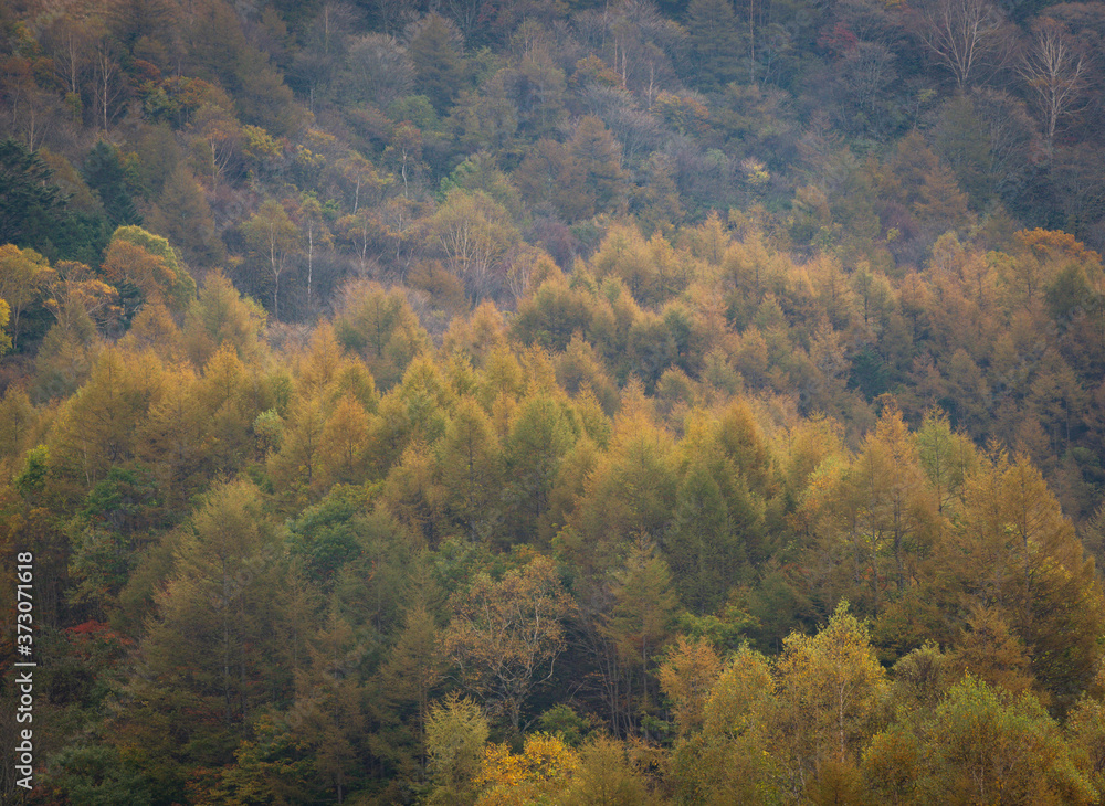 黄葉したカラマツ