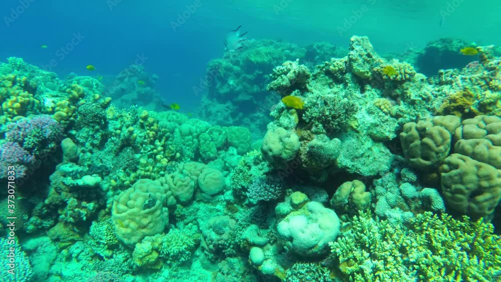 sea life. beautiful coral reef sea life. beautiful coral reef